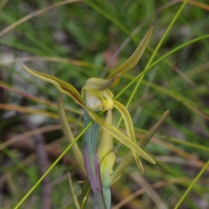 Lyperanthus suaveolens at Sutton, NSW - suppressed