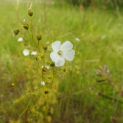 Drosera gunniana (Pale Sundew) at Kambah, ACT - 28 Oct 2021 by HelenCross