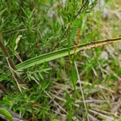 Thelymitra arenaria at Block 402 - 28 Oct 2021