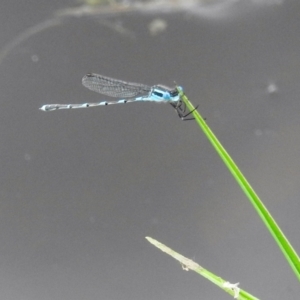 Austrolestes leda at Stromlo, ACT - 28 Oct 2021 04:15 PM