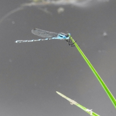 Austrolestes leda (Wandering Ringtail) at Stromlo, ACT - 28 Oct 2021 by HelenCross