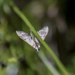 Nacoleia rhoeoalis (A Crambid moth (Spilomelinae) at Hawker, ACT - 27 Oct 2021 by AlisonMilton