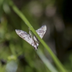 Nacoleia rhoeoalis (Spilomelinae) at Hawker, ACT - 27 Oct 2021 by AlisonMilton