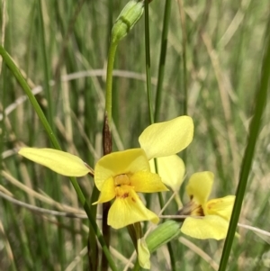 Diuris sp. (hybrid) at Sutton, NSW - suppressed