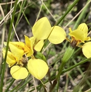 Diuris sp. (hybrid) at Sutton, NSW - suppressed