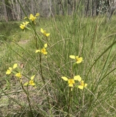 Diuris sp. (hybrid) at Sutton, NSW - suppressed