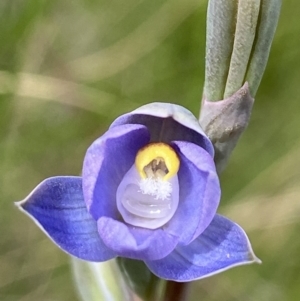 Thelymitra brevifolia at Sutton, NSW - suppressed