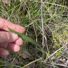 Thelymitra brevifolia at Sutton, NSW - suppressed