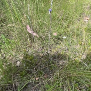 Thelymitra brevifolia at Sutton, NSW - suppressed