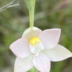 Thelymitra sp. (A Sun Orchid) at Throsby, ACT - 28 Oct 2021 by AJB