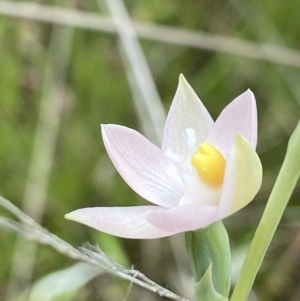 Thelymitra sp. at Throsby, ACT - 28 Oct 2021