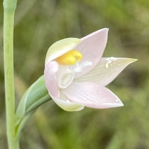 Thelymitra sp. at Throsby, ACT - 28 Oct 2021