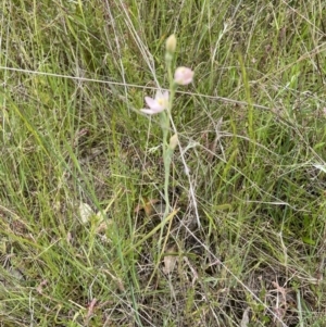 Thelymitra sp. at Throsby, ACT - 28 Oct 2021