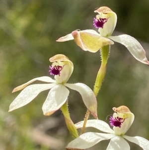 Caladenia cucullata at Sutton, NSW - 28 Oct 2021