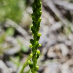 Microtis parviflora at Paddys River, ACT - 27 Oct 2021