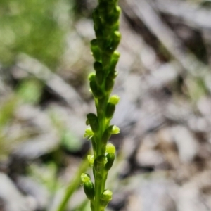 Microtis parviflora at Paddys River, ACT - 27 Oct 2021