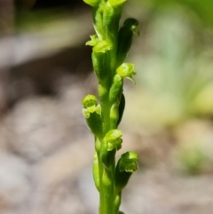 Microtis parviflora at Paddys River, ACT - 27 Oct 2021