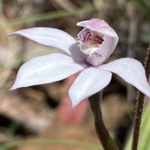 Caladenia alpina at Paddys River, ACT - 27 Oct 2021