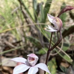 Caladenia alpina at Paddys River, ACT - 27 Oct 2021