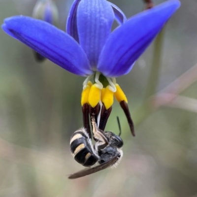 Lasioglossum (Chilalictus) sp. (genus & subgenus) (Halictid bee) at Yarralumla, ACT - 28 Oct 2021 by PeterA
