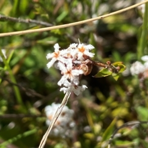 Leucopogon virgatus at Kambah, ACT - 26 Oct 2021 11:27 AM