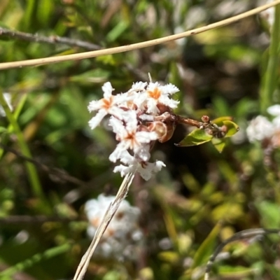 Leucopogon virgatus (Common Beard-heath) at Mount Taylor - 26 Oct 2021 by AJB