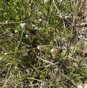 Leucopogon virgatus at Kambah, ACT - 26 Oct 2021 11:27 AM