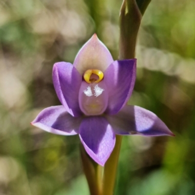 Thelymitra peniculata (Blue Star Sun-orchid) at Paddys River, ACT - 27 Oct 2021 by RobG1