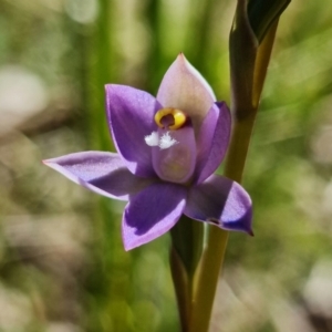 Thelymitra peniculata at Paddys River, ACT - 27 Oct 2021