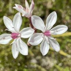 Burchardia umbellata (Milkmaids) at Mount Taylor - 26 Oct 2021 by AJB