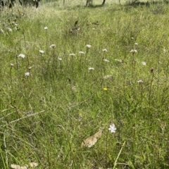 Burchardia umbellata at Kambah, ACT - 26 Oct 2021