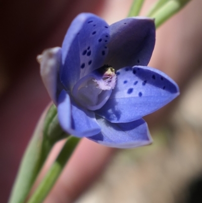 Thelymitra juncifolia (Dotted Sun Orchid) at Bango, NSW - 23 Oct 2021 by MaartjeSevenster
