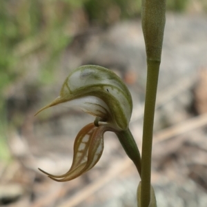 Oligochaetochilus hamatus at Bango, NSW - suppressed