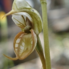 Oligochaetochilus hamatus at Bango, NSW - suppressed