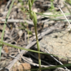 Oligochaetochilus hamatus at Bango, NSW - suppressed