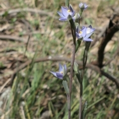 Thelymitra sp. (A Sun Orchid) at Bango Nature Reserve - 23 Oct 2021 by MaartjeSevenster