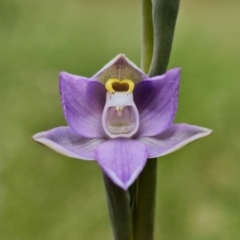 Thelymitra peniculata (Blue Star Sun-orchid) at Molonglo Valley, ACT - 28 Oct 2021 by RobG1