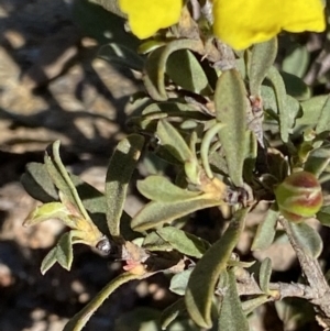 Hibbertia obtusifolia at Cotter River, ACT - 27 Oct 2021