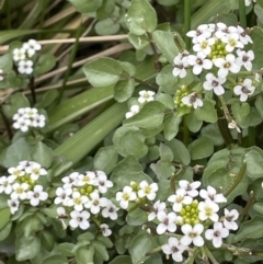 Rorippa nasturtium-aquaticum (Watercress) at Amaroo, ACT - 28 Oct 2021 by JaneR