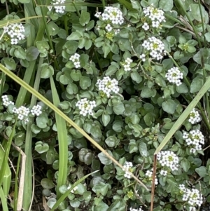 Rorippa nasturtium-aquaticum at Amaroo, ACT - 28 Oct 2021