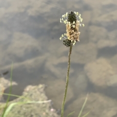 Plantago lanceolata (Ribwort Plantain, Lamb's Tongues) at Amaroo, ACT - 27 Oct 2021 by JaneR