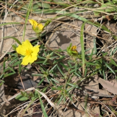 Hibbertia calycina (Lesser Guinea-flower) at Bango Nature Reserve - 23 Oct 2021 by MaartjeSevenster