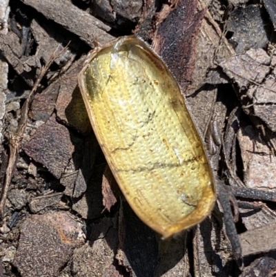 Xylonichus eucalypti (Green cockchafer beetle) at Cotter River, ACT - 27 Oct 2021 by RAllen