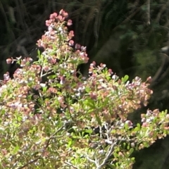 Dodonaea sp. at Bango, NSW - 23 Oct 2021