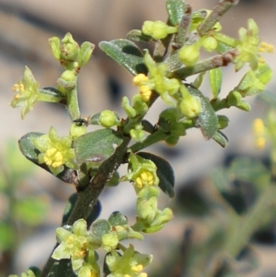 Phyllanthus occidentalis (Thyme Spurge) at Bango, NSW - 23 Oct 2021 by MaartjeSevenster