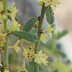 Phyllanthus occidentalis at Bango, NSW - 23 Oct 2021