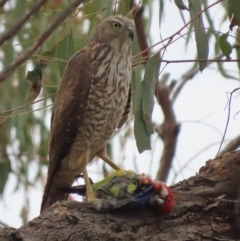 Accipiter fasciatus (Brown Goshawk) at Red Hill, ACT - 28 Oct 2021 by roymcd