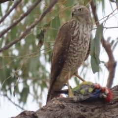 Accipiter fasciatus at Red Hill, ACT - 28 Oct 2021