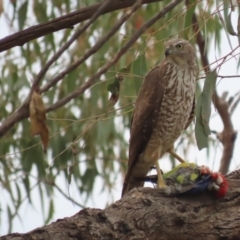 Accipiter fasciatus at Red Hill, ACT - 28 Oct 2021