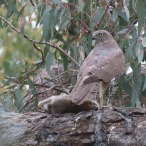 Accipiter fasciatus at Red Hill, ACT - 28 Oct 2021